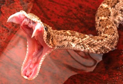 Venomous snake found lurking in Australian public toilet