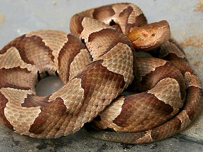 Texas  venomous snake