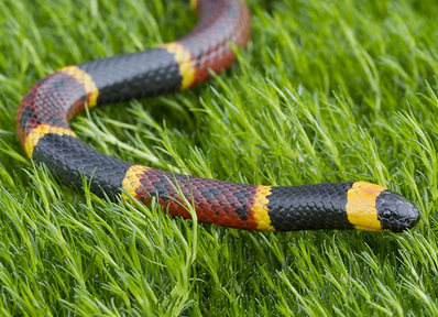 coral snake in Florida