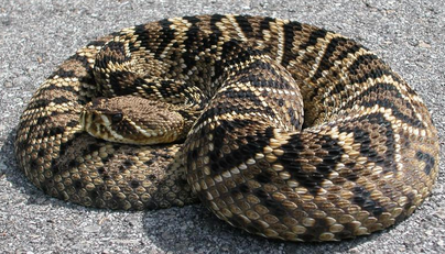 Florida venomous rattlesnake
