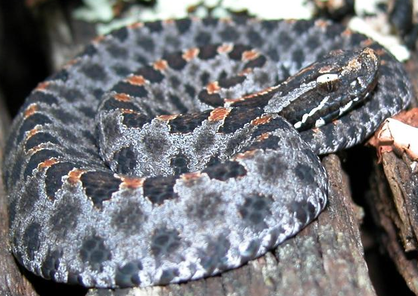 Florida pygmy rattlesnake