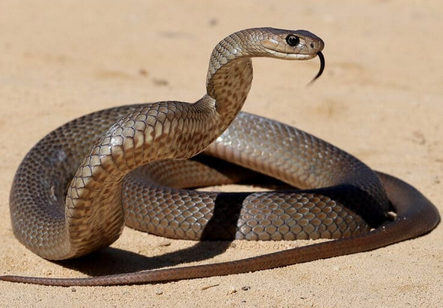 eastern brown snake