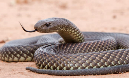 Mulga snake king brown snake