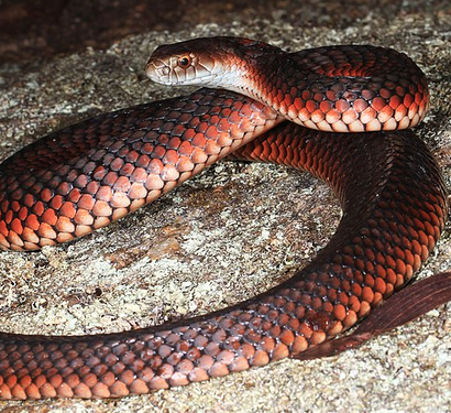 Lowland Copperhead australia snake