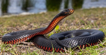 Red-Bellied Snake venomous