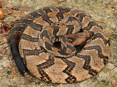 poisonous snakes in Texas