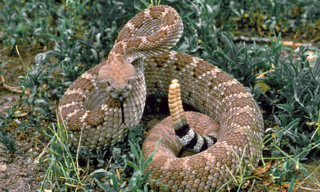 Texas Diamondback Rattlesnake